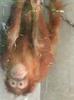 Orangutan v Liberci (fotka není obráceně :-)